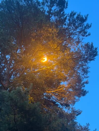 The image shows a tall pine tree at dusk in Ożarów Mazowiecki, Poland. A street light illuminates the branches and needles of the tree with a warm, orange glow against the deep blue sky. The tree is dense with foliage, obscuring much of its trunk. The scene appears serene, with no people or any other objects or actions depicted. The lighting suggests it is either early morning or evening.