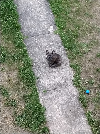 A small, grey French bulldog sits on a concrete path, facing left, with its ears erect and paws tucked beneath it. The dog appears to be the only living subject in the image. To the right of the path, a patch of dry grass is visible, with some green grass intermingled. A small, bright blue ball rests on the dry grass. The concrete path is cracked in places and bordered by grass on both sides. The scene is outdoors and appears to be in a backyard or park setting. There is no discernible information about the city of Dobev, Czechia present within the image itself.