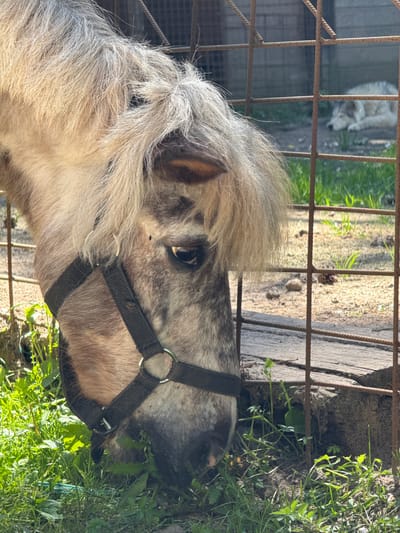 A close-up, eye-level shot shows a dappled grey and white miniature horse with a shaggy mane grazing on lush green grass. The horse is wearing a dark halter. Behind the horse, a rusty metal fence separates it from a sandy enclosure where a light-colored dog is lying down. The background features more fencing and a hint of a building structure. The scene appears to be outdoors, under natural sunlight. The image is taken from a slightly elevated perspective, looking down at the horse. There is no identifiable information to suggest this location is in Vorsma, Russia.