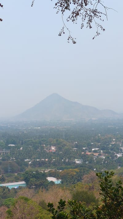 The image presents a hazy, elevated view of the city of Lam Son, Vietnam. In the distance is a large mountain, obscured by atmospheric haze. The cityscape is predominantly green, with dense clusters of trees interspersed with buildings. Some structures have white roofs. The foreground is framed by foliage on either side, including branches with small berries on the left, and green leaves on the right. The overall impression is that of a humid, subtropical environment.