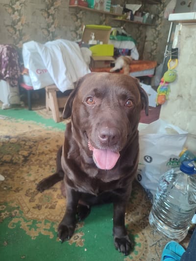 The image depicts a brown Labrador Retriever dog sitting on a patterned rug indoors. The dog is looking directly at the camera with its mouth slightly open and tongue visible. Behind the dog, the room appears cluttered with various items including bags, boxes, and shelves filled with objects. A patterned wallpaper is visible on the wall. In the background, a small cat is lying on a cushion. To the right of the dog, a large plastic bottle of water is present. The overall impression is of a domestic indoor environment. The location is not specified as Velikii Krai, Russia.