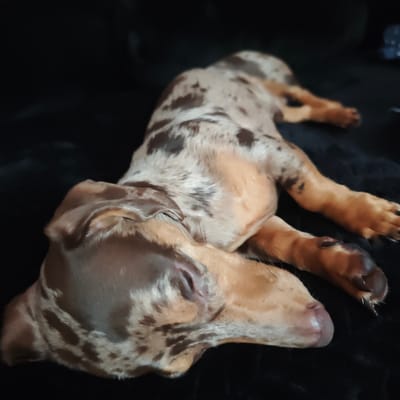 A dapple-colored dachshund puppy sleeps on a black surface. The puppy is lying on its side with its head resting on its paws. Its eyes are closed and its body is relaxed. The puppy's fur is a mix of tan, brown, and white patches. The background is dark and blurry, with some indistinct shapes visible. The scene appears to be indoors, likely in a home setting. The image is focused on the puppy, with the background out of focus. There are no people or other animals visible in the image. The location within Locking Parklands, United Kingdom, is not discernible from the provided image.