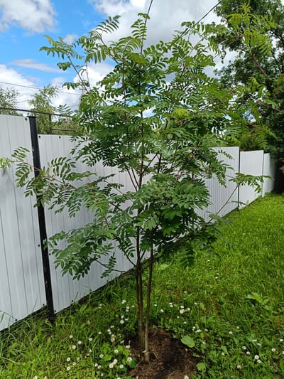 A young tree with compound, pinnate leaves stands in the foreground, its slender trunk and branches reaching towards the sky. The tree is surrounded by lush green grass dotted with small white wildflowers. Behind the tree, a white corrugated metal fence runs horizontally across the frame, extending into the distance. A black post is visible near the base of the tree, supporting the fence. In the background, more trees with dense green foliage can be seen, along with a glimpse of a cloudy blue sky with white clouds. The scene appears to be an outdoor setting, likely a yard or garden, with the white fence suggesting a property boundary. The lighting indicates it is daytime, possibly late morning or early afternoon, with bright sunlight filtering through the trees and casting shadows. The overall impression is one of a peaceful, natural environment, possibly during the summer season given the green foliage and blooming flowers. There is no visible text in the image.