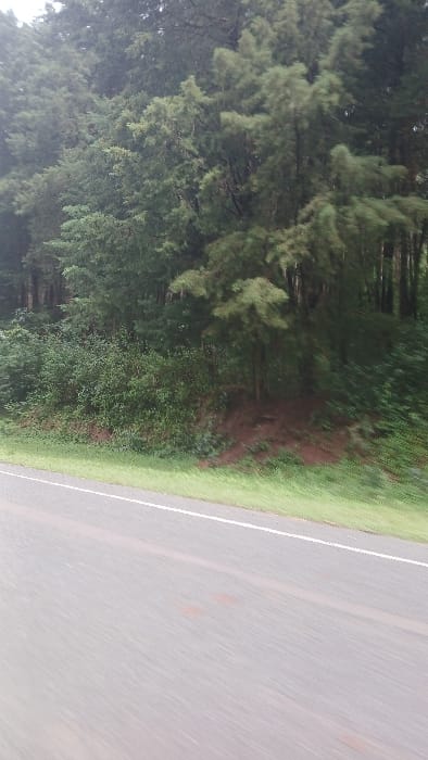 A photograph depicts a roadside environment in Moticho ward, Kenya. The lower third of the frame shows a grey paved road surface, exhibiting motion blur, with a solid white line delineating its left edge. Faint, reddish-brown marks are discernible on the road surface to the right. Adjacent to the road, a strip of green grass borders an ascending embankment covered with dense green shrubs and smaller trees. Beyond this, the background is dominated by a thick stand of tall, dark green trees, consistent with a forest or wooded area, some exhibiting motion blur. The scene is devoid of individuals, vehicles, or man-made structures apart from the road itself.