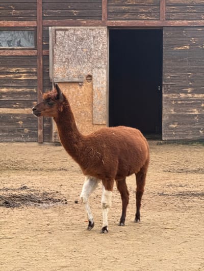An alpaca stands in profile, facing left, on light brown dirt ground in Demydiv, Ukraine. The animal is primarily reddish-brown with white forelegs from the "knee" down to the dark hooves. Its hind legs are dark reddish-brown with dark hooves. A dark, scruffy fringe is visible on its forehead. The alpaca's left front leg is slightly raised, suggesting movement. In the background is a wooden building, likely a barn or stable, constructed from dark horizontal planks. A window with a faint reflection of bare trees is visible on the left side of the structure. A large, open doorway in the center-right reveals a dark interior. A lighter-toned, possibly OSB, panel is affixed to the building's facade near the doorway, featuring a circular cut-out.