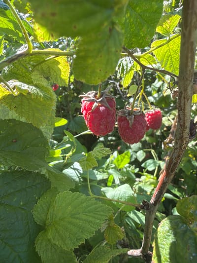 In Jalguba, Russia, a close-up shot focuses on ripe raspberries hanging from a branch on a sunny day. The berries are a vibrant red, with distinct drupelets visible, and some have dried sepals still attached. The surrounding foliage is lush and green, with large leaves creating a dappled effect from the sunlight. A thick, woody stem runs vertically on the right side of the frame, providing support for the raspberry plant. The background is a blur of green and light, suggesting a garden or natural setting.