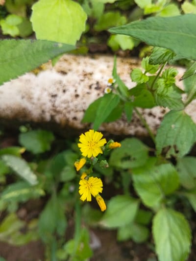 Two vibrant yellow flowers with jagged petals stand out amidst lush green foliage. Behind them, a weathered white surface with dark speckles creates a muted backdrop. Various green leaves, some rounded and some pointed, surround the flowers, contributing to the dense vegetation. A few tiny white flowers are also present, though less prominent. The composition is a close-up shot, focusing on the vivid colors and textures of the plant life.