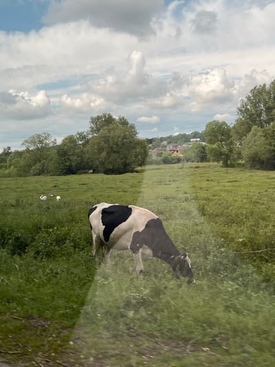 A black and white cow stands in a grassy field on the outskirts of Hrabovets, Ukraine. The field contains a few white and grey ducks, and is bordered by a line of trees leading towards the town. The sky is cloudy with patches of blue.
