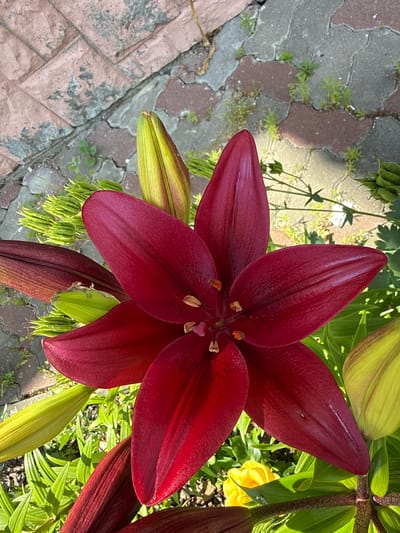 In Liubymivka, Ukraine, a close-up, high-angle shot captures a blooming deep red lily flower in sharp focus. The flower has six large, velvety petals, with the stamens and pistil visible at its center. To the left and right of the central bloom, several unopened lily buds are visible, showing a gradient from deep red at the base to pale green at the tips. The flower and buds are surrounded by lush green foliage. The background features a paved walkway composed of interlocking bricks in varying shades of pink and gray, with small weeds growing between the stones. The lighting suggests it is a sunny day, casting distinct shadows on the walkway. No people or animals are present in the scene.