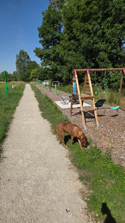 The image depicts a sunny day in Ottonville, France. A brown dog is resting on the grass next to a gravel path. In the background, there is a wooden playground structure with swings, and several pieces of outdoor exercise equipment. Lush green trees and a clear blue sky frame the scene, suggesting pleasant weather. The overall atmosphere is relaxed and peaceful, with the dog appearing content as it enjoys the warm day. The image is captured in a way that emphasizes the natural surroundings and the outdoor recreational area.