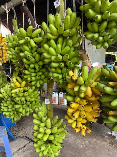 In Yên Phú Commune, Vietnam, a market stall displays an abundance of bananas. Numerous bunches of green bananas hang from a wooden structure, some with price tags indicating "140". To the right, a bunch of yellow bananas is also visible, interspersed with some green ones. In the background, white plastic containers and a moped are present, suggesting a typical roadside market environment. The ground is paved with concrete, and a blue plastic stool is seen in the lower left corner.