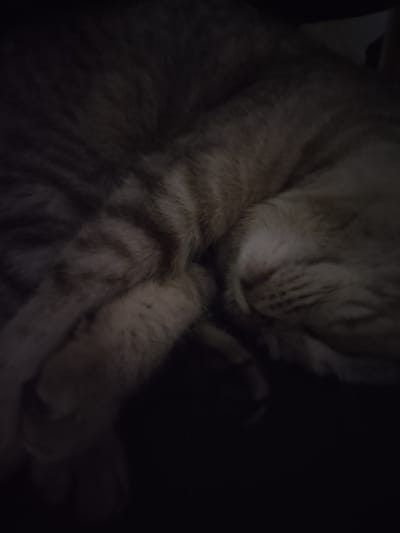 The image depicts a close-up view of a tabby cat sleeping. The cat is curled up with its paws near its face. The fur is a mix of light and dark shades, creating a striped pattern. The lighting is dim, making it difficult to discern fine details. There is no indication of the location being Yerzhovo, Moldova.