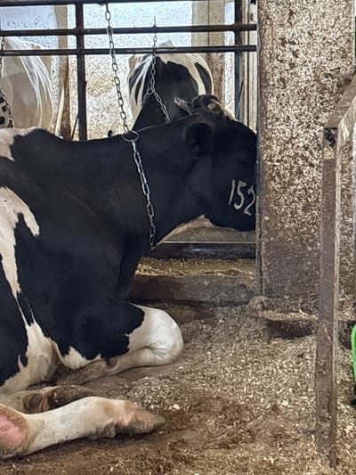 The image shows a black and white cow lying down in a barn. The cow has the number "152" written on its side in white. There are metal chains hanging above the cow. The floor of the barn is covered in wood shavings. The image appears to be taken indoors, in a dimly lit environment. The cow is the primary subject of the image. The scene is likely a farm or a livestock facility.