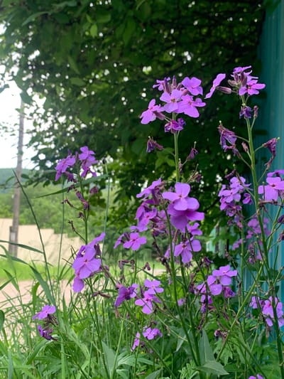 A medium-shot image captures a cluster of wild purple flowers in bloom, set against a backdrop of lush green foliage and a teal-colored structure. The flowers, with their delicate petals, are the primary focus, with some in full bloom and others in various stages of wilting. The greenery surrounding the flowers suggests an outdoor, natural environment, likely a garden or a wild growth area. The teal structure, possibly a fence or a building, adds a touch of man-made contrast to the organic elements. The lighting indicates an overcast or diffused daylight, as there are no harsh shadows. The scene appears to be located in a rural or suburban setting, specifically in the city of Kavalerovo, Russia. There are no people or animals visible in the image, making it a quiet, still moment in nature. The overall impression is one of natural beauty and the gentle passage of time, as evidenced by the blooming and wilting flowers.