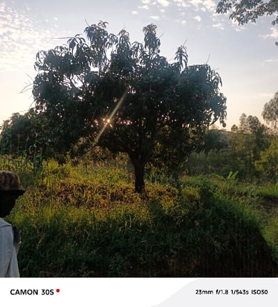A sunlit mango tree laden with fruit dominates the scene. The sun peeks through the branches, creating a starburst effect. Lush green grass and vegetation cover the ground around the tree, suggesting a field or garden. A partial figure of a person is visible on the left side, dressed in a light-colored shirt and hat. The background features a clear sky with light clouds and rolling hills covered in trees. The overall impression is one of peaceful rural scenery.