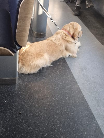 The scene depicts a light-colored Golden Retriever-type canine recumbent on its abdomen within a public transport carriage in Hofheim am Taunus, Germany. The canine is oriented towards the right foreground, with its head slightly averted left, and wears a pink collar with an attached black leash extending superiorly out of frame. The floor is a speckled rubberized material, divided diagonally into a dark grey section on the left and a light grey section on the right. A dark blue seat with a light brown upholstered backrest is partially visible on the left. In the upper right background, two human feet clad in dark boots are partially discernible. A grey vertical support pole is situated behind the canine's back.