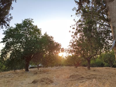 The image depicts an outdoor scene in a wooded area, possibly an orchard, with a dry, grassy ground cover. Several large trees with dense green foliage are present, some of which are silhouetted against a bright, hazy sky, indicating either sunrise or sunset. The sun's rays are visible filtering through the branches of the trees, creating a warm, diffused light. The ground is littered with dry grass, straw, and some small stones. In the background, more trees can be seen, with a hint of structures or a fence line behind them. The overall impression is one of a natural, slightly wild landscape during a period of warm light. The location is identified as Al Behat, Jordan.
