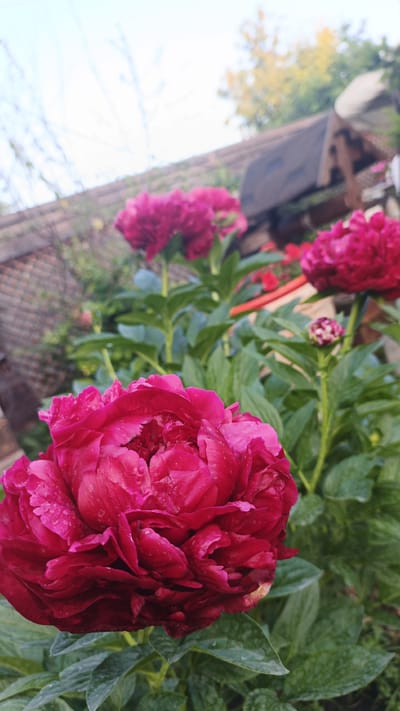 This is a close-up, eye-level, vertical shot of a deep pink peony flower with water droplets on its petals, situated in a garden. The flower is in the foreground, filling the left side of the frame. Behind it, out of focus, are more pink peonies and green foliage. In the background, a blurred wooden structure with a tiled roof is visible, along with a bright, hazy sky. The overall impression is that of a vibrant, lush garden. The image appears to be taken outdoors, in a garden setting, possibly in Pavino, Russia, given the context of the prompt. There are no people or animals present in the image. The scene is serene and naturalistic.