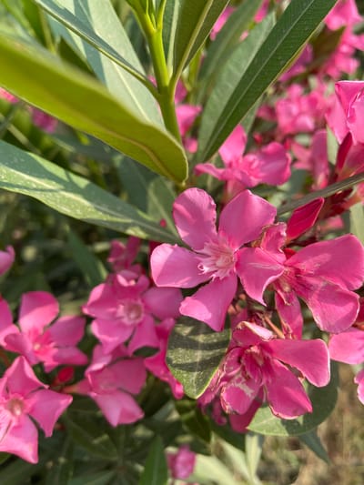 The media file is a close-up, eye-level shot of several pink oleander flowers in bloom. The flowers are the primary subjects, with their delicate, star-shaped petals in various stages of opening. Some are fully bloomed, revealing their stamens and pistils, while others are still in bud form, their tips a deeper shade of pink. The petals exhibit subtle variations in color, with some showing lighter streaks or slight browning at the edges, suggesting they may be past their peak.
Interspersed with the flowers are long, slender, dark green leaves, characteristic of the oleander plant. Some leaves are sharp and pointed, while others appear softer and slightly curved. The foliage provides a contrasting backdrop of rich green against the vibrant pink of the blossoms. The background is a soft blur of greens and browns, with hints of dry earth and foliage, indicating an outdoor, natural setting. Sunlight filters through the leaves and flowers, casting soft shadows and highlighting the textures of the petals and leaves. The light suggests it is daytime, possibly morning or late afternoon, given the gentle warmth of the illumination.
No people or artificial objects are visible, and there is no text. The scene evokes a feeling of natural beauty and the tranquil atmosphere of a garden or natural landscape. The location context provided is Khatay Raion, Azerbaijan, which aligns with the visual cues of a warm, outdoor environment where oleander might thrive. The image captures a moment of floral abundance, emphasizing the intricate details and vibrant colors of the blooming oleander.
