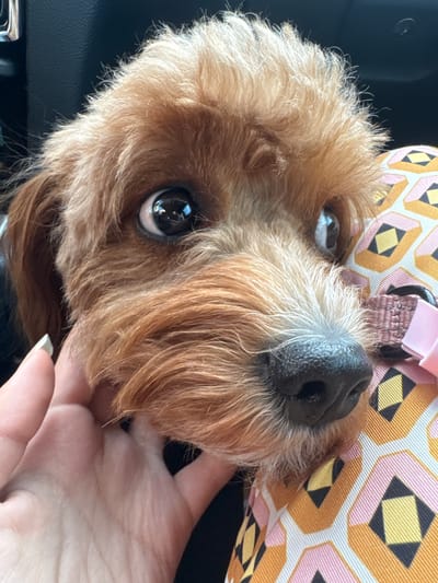 A close-up, eye-level, outdoor shot shows a tan-colored dog's face and a person's hand in Deerfield Beach, United States of America. The dog, whose head is tilted towards the viewer, has large, dark eyes that reflect the surrounding environment. Its fur is a mix of tan and white, with the white fur prominent around its nose and muzzle. A person's hand with a painted fingernail is gently touching the dog's face. The dog is wearing a pink collar with a braided detail, and a pink ribbon. The background is blurred, but appears to be the interior of a vehicle.