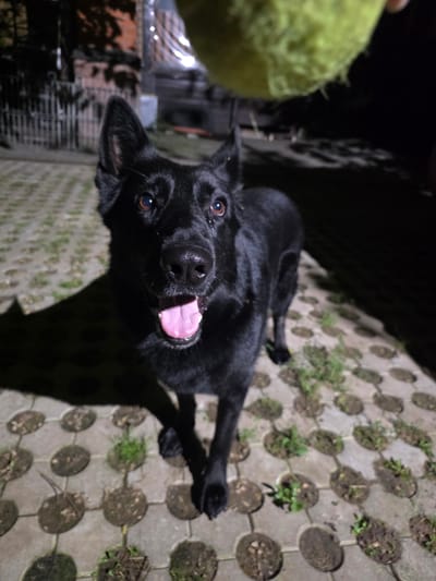 A black dog with a happy expression stands on a patterned paved surface at night. The dog's mouth is open, and its pink tongue is visible. A blurry, out-of-focus bright yellow object, possibly a ball, is visible in the top right corner of the image. The background is dark and indistinct, with some shadows and faint lights suggesting an outdoor, possibly urban, environment. No specific location in Greenfield, Russia is discernible from the image.