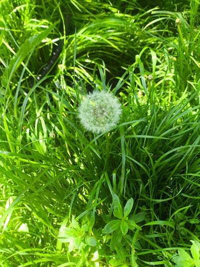 The image is a close-up, overhead shot of a dandelion seed head amidst lush green grass. The dandelion is fluffy and white, located slightly to the left of the center of the frame. Sunlight illuminates the scene, creating highlights on the blades of grass and casting soft shadows. The grass is dense and appears to be a natural lawn or field. In the background, a dark, cylindrical object, possibly a hose or pipe, is partially visible amongst the grass. The environment is outdoors, suggesting a park, garden, or natural area within the city of Alagyaz, Armenia, characterized by vibrant greenery.