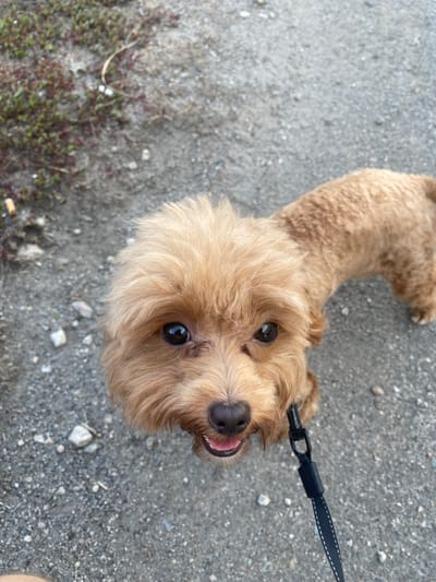A medium close-up shot shows a tan-colored dog with its head tilted upwards towards the camera. The dog has dark, expressive eyes, a dark nose, and its mouth is slightly open with its tongue visible. Its fur is curly and appears to be groomed in a shaggy style around its face. The dog is wearing a black leash with white stitching. The background consists of a grey, pebbly surface, possibly a sidewalk or path, with some sparse, dry vegetation to the left. The lighting suggests it is daytime, with natural light illuminating the scene. There is no indication of the specific location within Mais'ke, Ukraine, or any other people present.