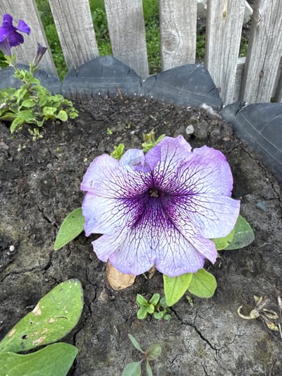 A close-up, eye-level shot features a single, large purple petunia flower blooming in dark, cracked soil. The flower's petals are a pale lavender with intricate dark purple veins radiating from the center. To the left of the main flower, a smaller, unfurled purple petunia bud and a cluster of green leaves are visible. In the background, a weathered wooden fence with vertical planks and some greenery can be seen. The flower appears to be planted in a makeshift raised bed, bordered by sections of cut tires. The scene is outdoors, likely in a garden or yard, with an emphasis on the detailed texture of the flower and the dry soil. The location is identified as Starokhalilovo, Russia.