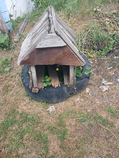 The image shows a makeshift structure constructed from salvaged materials, including weathered wooden planks and a discarded tire. The structure has a pitched roof made of overlapping wooden boards, with a rusted metal piece serving as a decorative or reinforcing element on the front. The base of the structure appears to be the tire, which is placed on dry, grassy ground. Green plants are growing around and inside the structure. In the background, there is a dilapidated building with white and blue tiles, surrounded by overgrown vegetation and dry grass. The scene suggests an outdoor environment, possibly in a rural or neglected area. There are no people visible in the image. The location is identified as Zhaltir, Kazakhstan.
