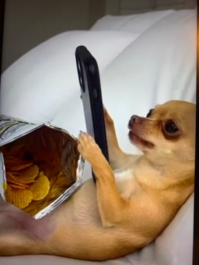 This image depicts a fawn-colored Chihuahua dog positioned on its back against white bedding, observed within a residence in Tulsa, United States of America. The dog's left forelimb is extended into an open, metallic-lined bag containing ridged potato chips, which are visible within the bag. Its right forelimb is holding a dark-colored smartphone vertically, oriented towards the dog's face. The dog's head is tilted slightly to the right, with its gaze directed towards the smartphone. Its eyes are wide and its mouth is partially open. The immediate environment consists solely of white, soft furnishings.