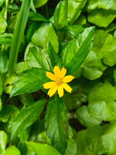 A vibrant yellow flower with approximately eight petals sits amidst lush green foliage. The flower is the focal point, surrounded by glossy, textured leaves of various shapes, some rounded and others more pointed. A blade of grass appears in the upper left corner. The overall impression is one of freshness and vitality, suggesting a healthy and thriving natural environment. The leaves show some water drops.