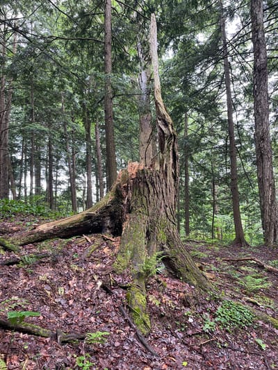 The image depicts a scene within a dense forest, likely in the Town of Lyonsdale, United States of America. The primary focus is a large, decaying tree stump in the foreground, with its top broken and splintered, showing the rough texture of aged wood and patches of green moss. A large fallen log, also covered in moss, extends from the base of the stump and lies on the forest floor, which is carpeted with dark, wet leaves and small green plants. Numerous tall, slender trees with dark bark and dense green foliage form the backdrop, creating a sense of depth and enclosure. The lighting suggests an overcast or shaded day, with a diffused light filtering through the canopy. There are no people or animals visible in the image. The environment is characterized by natural decay and the lush growth of a forest ecosystem.