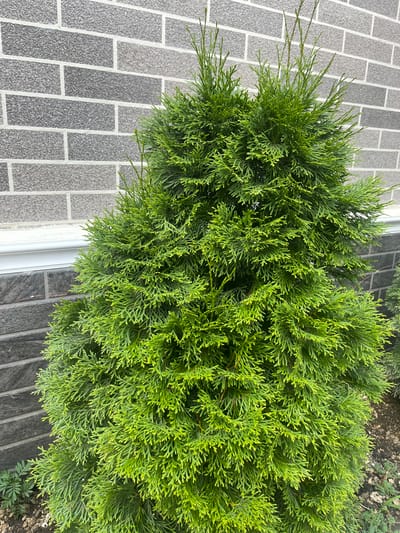 A full, medium shot captures a vibrant green coniferous shrub planted in the soil. The shrub's lush foliage is densely packed, creating a rounded, almost conical shape. Its scale-like leaves are a bright, fresh green, with some tips appearing slightly lighter. In the background, a gray brick wall serves as a backdrop. The bricks are arranged in a staggered pattern, with thin white grout lines separating them. Above the brick wall, a narrow white horizontal band is visible, possibly a decorative trim or the edge of a structure. The ground beneath the shrub is covered in dark soil and small stones, with a few small green plants scattered around its base. The lighting is natural, suggesting an outdoor setting during the daytime. The image is taken at an eye-level perspective, focusing primarily on the texture and color of the shrub and the contrasting simplicity of the brick wall.