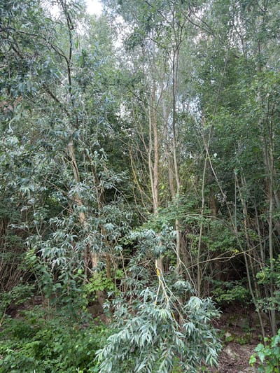 The image shows a dense forest with numerous trees of varying heights and thicknesses. The foliage is predominantly green, with some lighter-colored leaves visible. The trees are closely packed, creating a natural, overgrown appearance. There are several thin, lighter-barked trees interspersed with darker-barked trees. The ground appears to be covered in brush and some rocks. A bright yellow vine or marker is visible on one of the branches in the foreground. The scene is consistent with a wooded area in Arques, France.