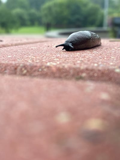 A black slug is on a red brick surface. The slug is in the upper right quadrant of the image and is facing left. The brick surface is textured and has small white and pink speckles. In the background, there is a blurry green landscape that appears to be trees. The sky is overcast and the lighting is diffused. The scene appears to be outdoors, possibly in a garden or park. It is impossible to determine the specific location within the city of Sabile, Latvia, from the provided image.
