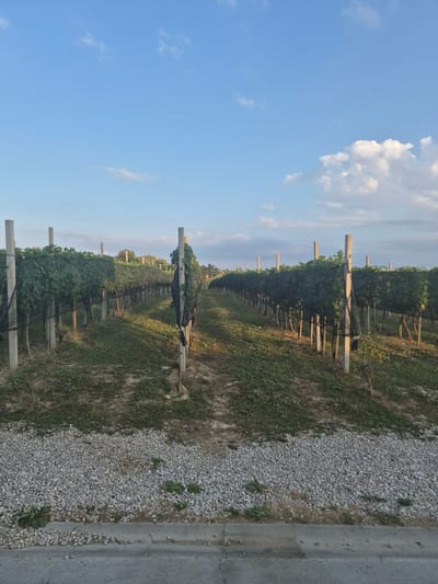 The image shows a vineyard in Bukvik Gornji, Bosnia and Herzegovina, under a partly cloudy blue sky. The vineyard is organized in rows of grapevines supported by wooden and concrete posts, with some of the vines covered by black netting. The ground between the rows is covered with grass and dirt, and a path of white gravel is visible in the foreground, bordered by a concrete curb and a paved surface. The overall scene is tranquil and rural, indicative of agricultural land.