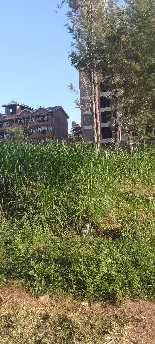 The scene is located in the city of Kimorori, Kenya, as provided. The image depicts a daytime exterior view characterized by dense, tall green vegetation, resembling cane or robust grass, occupying the majority of the foreground and midground. A strip of darker earth and sparse dry vegetation is visible at the bottom of the frame. In the background, two multi-story buildings are present. The building on the left exhibits a reddish-brown facade with numerous dark-framed windows and a dark, multi-pitched roof. The structure on the right has a similar reddish-brown facade with integrated grey or stone sections. Several tall, slender trees with green foliage are positioned between and in front of these buildings, partially obscuring the rightmost structure. The upper portion of the frame displays a clear blue sky. No individuals, animals, vehicles, or distinct objects are discernible, and no actions or interactions are depicted within the scene.
