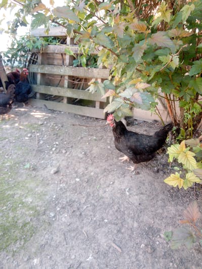 A black hen stands on a dirt path in front of a wooden fence, with green foliage from a bush arching over it and to the right. The hen is facing left, with its tail feathers visible. Several other chickens, mostly dark-colored, are clustered near the fence on the left side of the frame. The ground is a mix of dirt, small stones, and some sparse green moss. The fence is made of weathered wooden planks. Sunlight casts shadows on the ground.