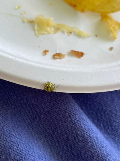 The image displays a close-up, slightly angled view of a white paper plate with remnants of food on it. A small, green insect with white and red markings is positioned on the rim of the plate, facing towards the right. The plate rests on a dark blue, textured surface, possibly fabric. The background shows further scattered food debris on the plate, including what appears to be pieces of potato or fried food. The lighting suggests an indoor or shaded outdoor setting. The image was captured on a paper plate, implying a casual meal setting. There are no people or any other identifiable subjects in the image. No specific location in Torrejón de Ardoz, Spain can be inferred from the visual evidence provided.