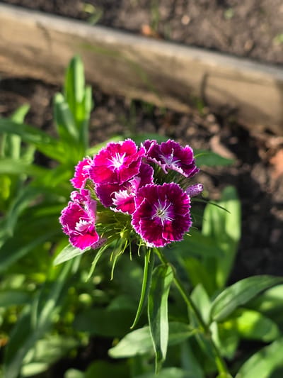 A cluster of vibrant pink and white dianthus flowers is in bloom, showcasing their ruffled petals and delicate centers. The flowers are surrounded by lush green foliage, creating a natural and lively setting. In the background, a wooden border and dark soil suggest a garden or a planted area. The image is captured in Petrushenko, Russia, under natural lighting conditions.