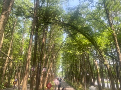 The image shows a path lined with tall trees in Xinghua, China. The trees' branches meet overhead, creating a canopy. Along the path, there are people walking, some using umbrellas. Lanterns are hung along the path between the trees. A person is cleaning the path on the left side. The sky is visible through the trees, and there is a red decorative sign on the side of the path.