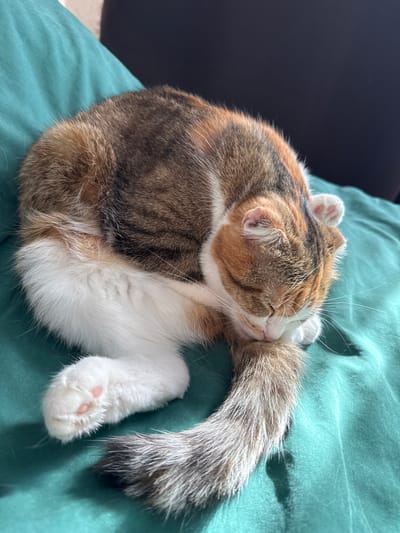 A calico cat is curled up, sleeping on a teal-colored surface, possibly a blanket or pillow. The cat's eyes are closed, and its face is partially obscured by its tail, which it is holding near its head. The cat's fur has patches of white, orange, and brown. One of its white paws is visible, showing pink toe pads. The scene is well-lit, suggesting it is daytime. There are no people or visible text in the image. The setting appears to be indoors.