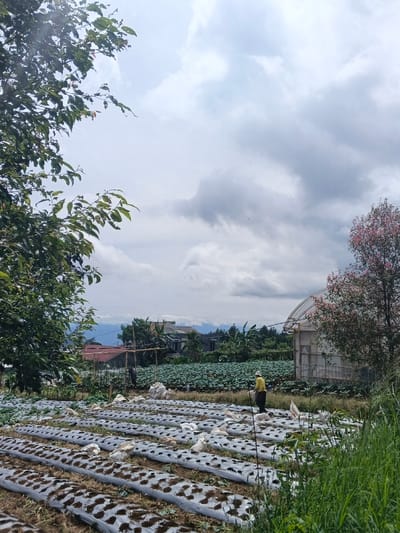 An outdoor, wide-angle image depicts an agricultural landscape in ឃុំ ផាត់សណ្ដាយ, Cambodia, under an overcast sky. In the immediate foreground, dense green tree foliage frames the left side, while tall green grass and a tree with pinkish-red leaves are visible on the right. The midground features multiple parallel rows of cultivated land, each covered with black plastic mulch and showing small green plants emerging through perforations. Several white bags, possibly containing fertilizer or harvested produce, are distributed across these rows. One individual, dressed in a yellow long-sleeved shirt, dark trousers, and a light-colored hat, stands or walks within the cultivated field, holding a dark stick or tool. Behind this person, a large, dense field of green, leafy crops extends. To the far right, a white, semi-circular greenhouse structure with a translucent roof is present. The background reveals multiple residential structures with distinct rooftops, surrounded by dense green vegetation, with distant mountains or hills faintly visible beneath a light grey, cloudy sky.