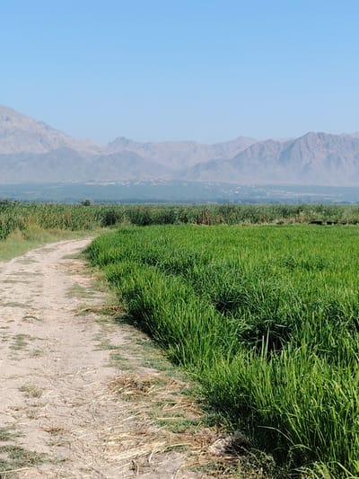 A dirt road curves through a lush green field of tall grass, leading towards a distant mountain range under a clear blue sky. The mountains, appearing hazy in the distance, are layered and rugged. In the mid-ground, there's a flat expanse of green vegetation, possibly a different type of crop or wild growth, separating the field from the mountains. The foreground shows the dry, dusty texture of the dirt road with scattered dry grass and small green weeds. The overall scene suggests a rural, agricultural landscape. The provided context indicates this scene is in the vicinity of Zarkor, Tajikistan.