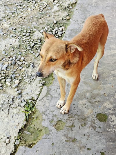 An alert, tan-colored dog stands on a cracked concrete surface, its body angled to the left of the frame. Its ears are perked, and its gaze is directed downwards and to the left, suggesting it is observing something on the ground. The dog's fur is short and appears healthy. Its front paws are positioned together, while its hind legs are slightly spread for balance.
The ground is a mixture of rough, light-colored concrete with patches of dampness and green algae. To the left of the concrete, there is an area covered in small, grey and white pebbles, with some sparse, green grass growing through the gaps. The overall environment appears to be an outdoor space, possibly a pathway or an alleyway, in Tharpu, Nepal. The lighting suggests it is daytime, with shadows present on the concrete. There are no other subjects or significant objects in the immediate vicinity of the dog.