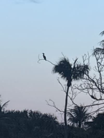 A silhouetted bird perches on a bare branch of a tree against a pale blue and pink sky. The bird is small and dark, facing to the right. The tree branch is thin and twiggy, extending from the left side of the frame. In the background, silhouetted palm trees and dense foliage are visible against the twilight sky. The overall scene appears to be outdoors, possibly near a body of water, given the presence of palm trees and the common habitat of birds that perch on branches. The location is in Delray Beach, United States of America.