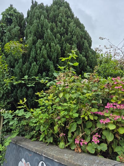 A medium shot captures a dense, layered garden in Carrick-On-Shannon, Ireland, dominated by a tall, conical evergreen tree. In the foreground, a low, grey concrete wall with a dark grey painted pattern, possibly a mural of a stylized white flower and black shapes, runs horizontally across the bottom. Above the wall, various green bushes and flowering plants create a lush, wild appearance. Among these are clusters of pink hydrangea flowers and branches laden with blackberries in various stages of ripeness, from green to red and black. The foliage is varied, with large, broad leaves from the hydrangeas and the spiky branches of the blackberry bushes. In the background, the dominant evergreen, likely a cypress or juniper, fills the upper left and center of the frame. To the right, lighter green foliage and branches of other trees are visible against an overcast sky. The overall scene depicts a natural, untamed corner of a garden or roadside in Ireland, with the wall providing a boundary between the man-made and the wild.