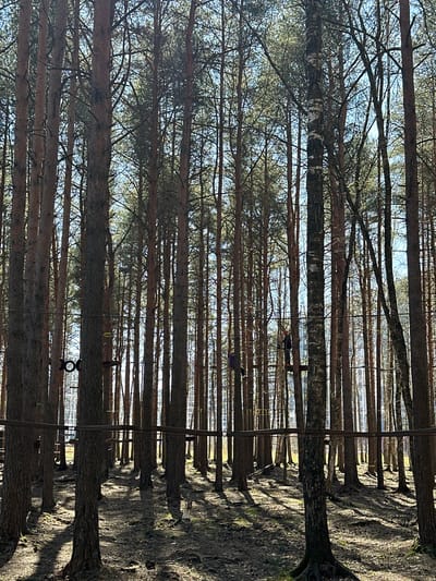 The image depicts a dense pine forest in Lavriki, Russia. Tall, slender tree trunks dominate the scene, creating a vertical texture. Sunlight filters through the canopy, casting shadows on the ground and highlighting the bark of the trees. An obstacle course with suspended platforms, ropes, and other structures weaves through the trees, indicating a recreational area. Two people are visible on the course. The forest floor is covered in a mix of vegetation and pine needles. The perspective is looking upwards through the trees.