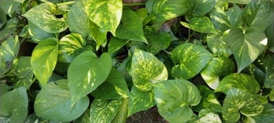 A close-up, overhead shot shows a dense collection of heart-shaped green leaves, characteristic of a Pothos plant, known scientifically as Epipremnum aureum. The leaves vary in their variegation, with some being a solid deep green, while others display mottled patterns of yellow and lighter green. A few leaves have visible water droplets on their surface, suggesting recent watering or dew. The background is dark and indistinct, comprised of soil and shadows, with a hint of what appears to be a wooden structure on the right side of the frame. The lighting suggests it is daytime, likely outdoors given the natural appearance of the plant. There is no visible text. The scene is set in Duman, Indonesia.