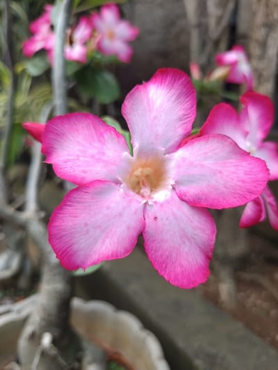 The image displays a close-up, shallow-depth-of-field photograph centered on a single Adenium obesum (desert rose) flower. This prominent flower features five petals, transitioning from vibrant fuchsia pink at their outer edges to a paler pink and white towards the central, slightly yellowed pistil and stamens. Minor dark specks are visible on some petals. In the blurred background, several other Adenium obesum flowers with similar pink hues are discernible, along with out-of-focus green foliage and gnarled, grayish-brown plant stems. The lower-left foreground shows a blurred portion of a light-colored, possibly scalloped, ceramic or plastic pot. A dark, textured, vertical surface, resembling wood or concrete, forms the background behind the flowers, particularly on the right side. Natural, diffused lighting illuminates the scene. No people, actions, or interactions are depicted. The specific location in Ouderkerk aan de Amstel, Netherlands, cannot be determined from the visual information provided within the image.
